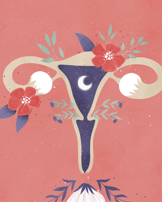 Lámina útero femenino